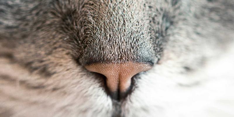 智翔IC：汽车电子专用集成电路的安全与可靠，如何从采购源头筑牢生命防线？